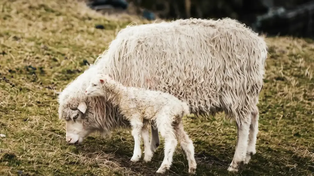 Pika 2.2 Video Generator | Image to Video