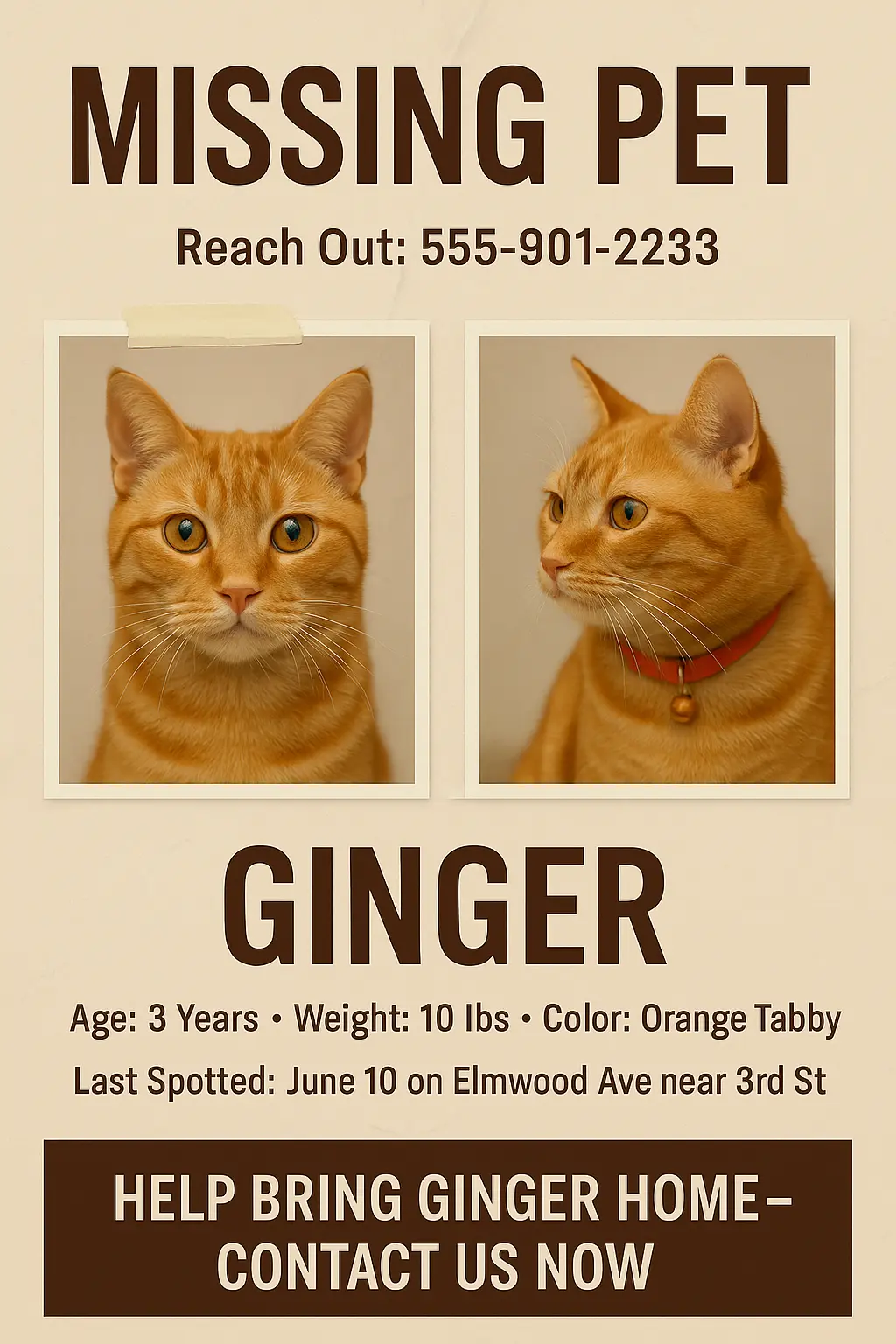 Lost Cat Poster template with orange tabby photos and contact info