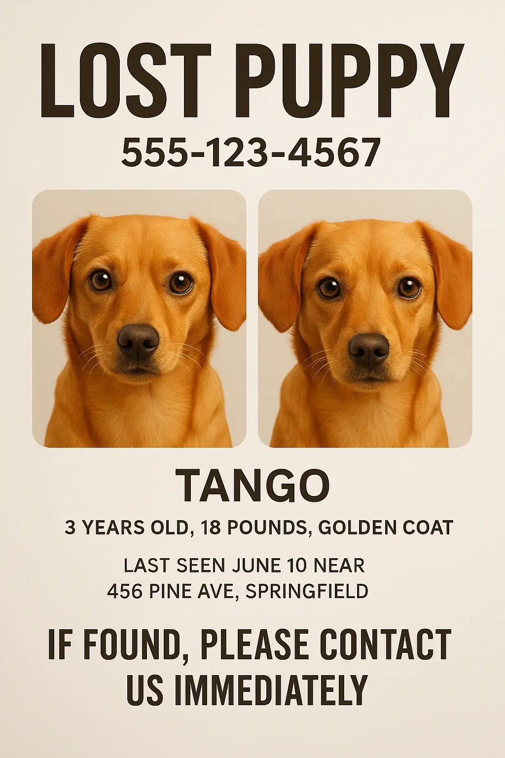 Lost Dog Poster template with golden retriever photos and contact info