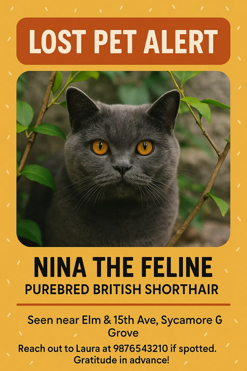 Missing Poster template featuring gray British Shorthair cat with yellow eyes